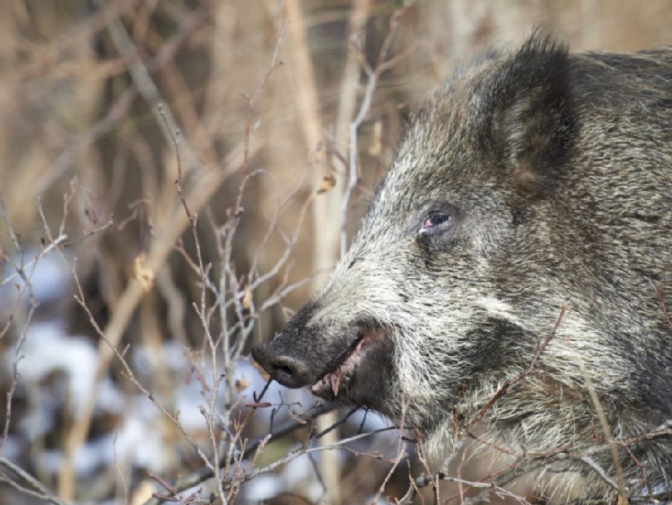 WWF: to ludzie powodują rozprzestrzenianie się afrykańskiego pomoru świń